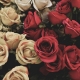 Top 5 Places to Buy Flowers in Orlando for Valentine's Day 